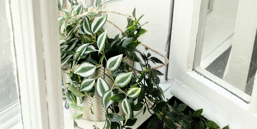 Fenster ganz aufmachen, Pflanzen, Luftbefeuchter für angenehme und gesunde Luftfeuchtigkeit